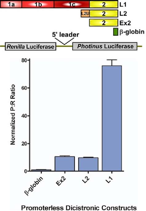 Figure 3 From The 5 Leader Of The MRNA Encoding The Mouse Neurotrophin