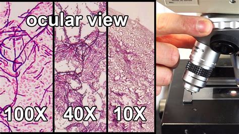 Compound Light Microscope Low Power Objective Magnification | Shelly ...