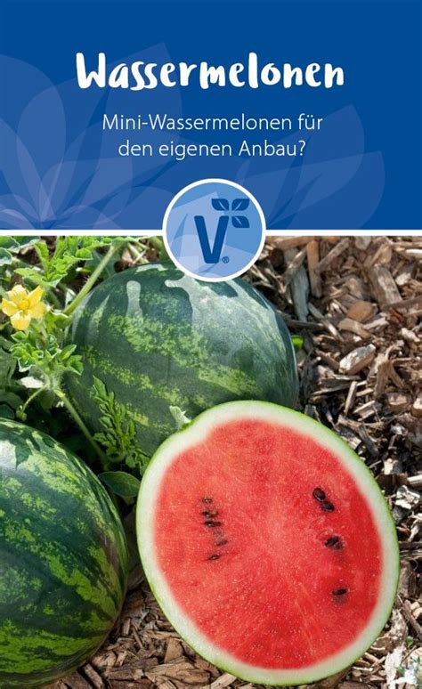 Wassermelone Im Garten Melonen Anbauen 6 Tipps Aussaat Im Frühjahr