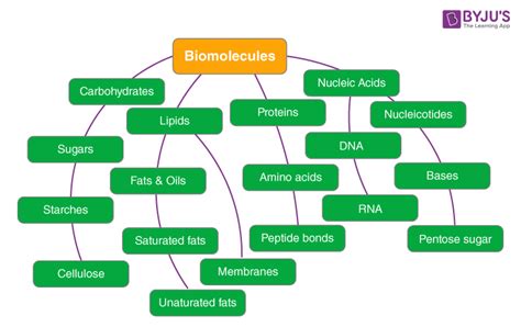 Biomolecules In Living Organisms The Four Types Of Biomolecules