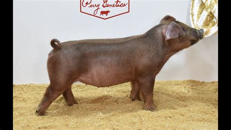 Lot Duroc Gilt Youtube