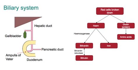 Liver And Exocrine Pancreas Function Flashcards Quizlet