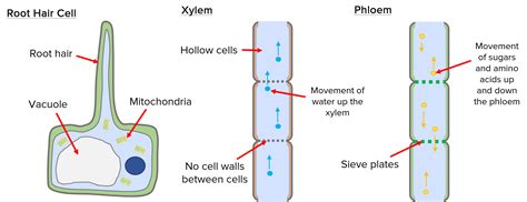 Xylem Cell Diagram Ks3