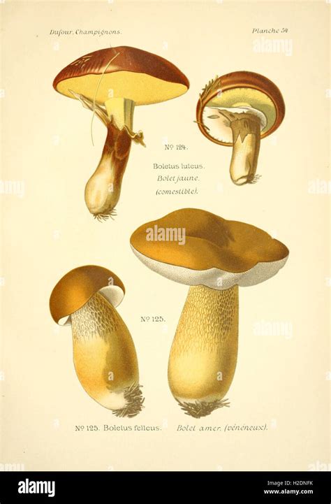 Atlas Des Champignons Comestibles Et V N Neux Planche Stock Photo