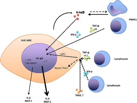 Scheme Of Interactions Between Huc Mscs And Pbmcs Cytokine Receptors