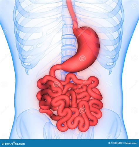 Estómago Del Sistema Digestivo De Los órganos Del Cuerpo Humano Con