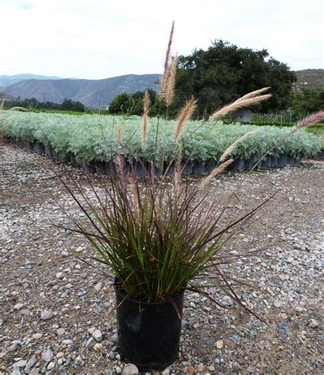 Pennisetum setaceum 'Rubrum' ('Cupreum') - T-Y Nursery