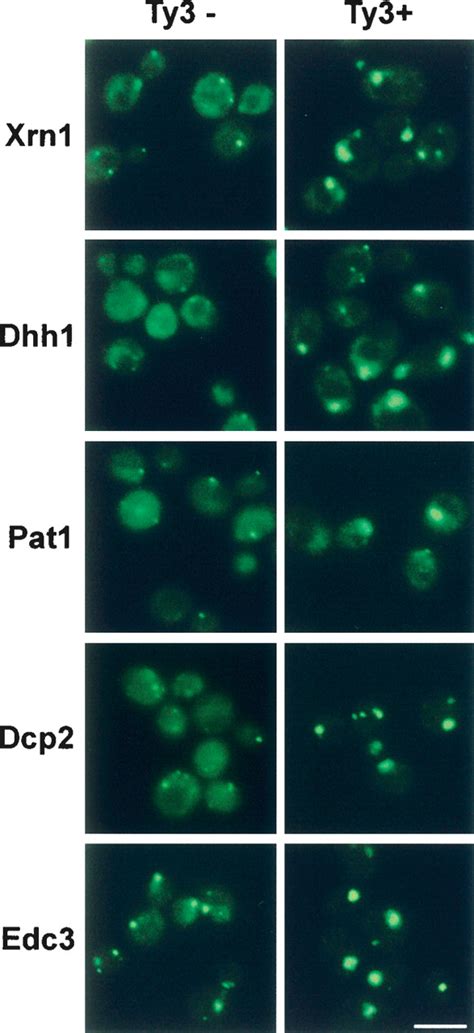 Virus Like Particles Of The Ty3 Retrotransposon Assemble In Association With P Body Components