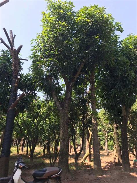 ban cay xoai sai qua dac diem cach trong tu van cham soc