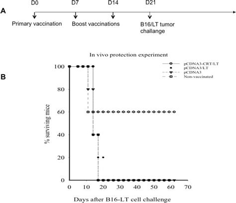 In Vivo Tumor Protection Experiment Examining The Antitumor Effects