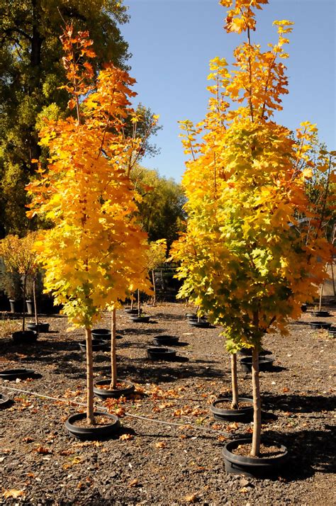 MAPLE NORWAY COLUMNAR For Sale in Boulder Colorado