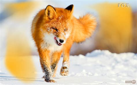 Fox Wallpapers – Animal Spot