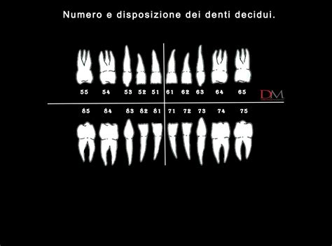 Numerazione Denti I Sistemi Di Classificazione Più Utilizzati Dm Il