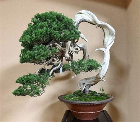 Pin Oleh Kevin Maxwell Di Bonsai