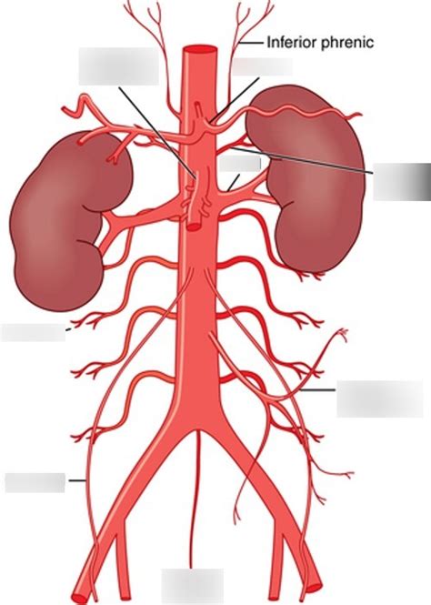 Exam 1 Basic Arterial Vasculature Of Abdominal Organs Diagram Quizlet