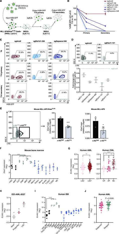 In Vivo Screening Unveils Pervasive RNA Binding Protein Dependencies In