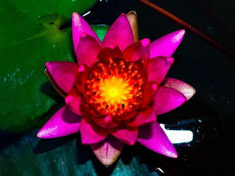 Lotus Flower Free Stock Photo Public Domain Pictures