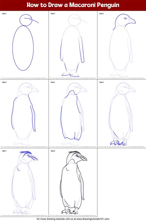 How to Draw a Macaroni Penguin (Antarctic Animals) Step by Step