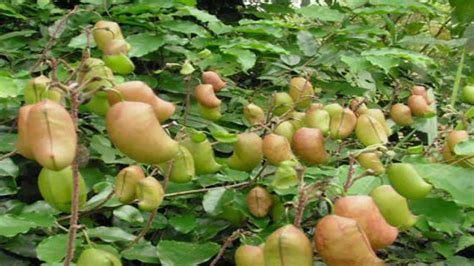 Griffonia Simplicifolia proprietà benefici a cosa serve