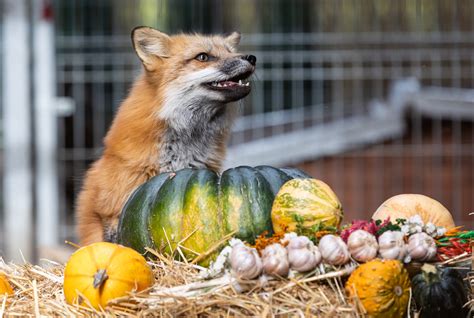 Lisica Franka uratowana podczas interwencji aktywistów Sto Flickr