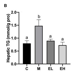 Effect Of Ellagic Acid On Hepatic Histopathology Feature Of Alcohol