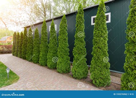 Row of Tall Evergreen Thuja Occidentalis Trees Green Hedge Fence Along ...