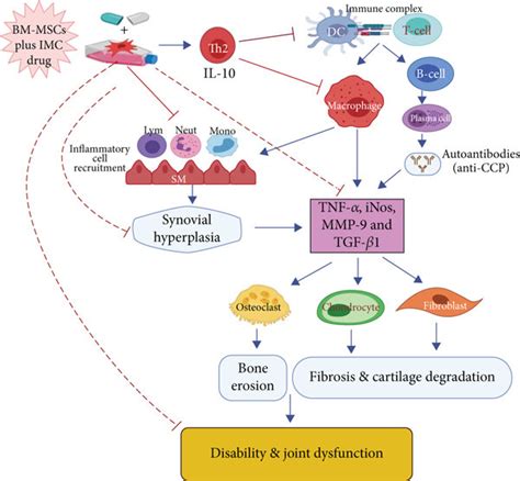 Schematic Diagram Showing The Immunomodulatory Effect Of BM MSCs IMC