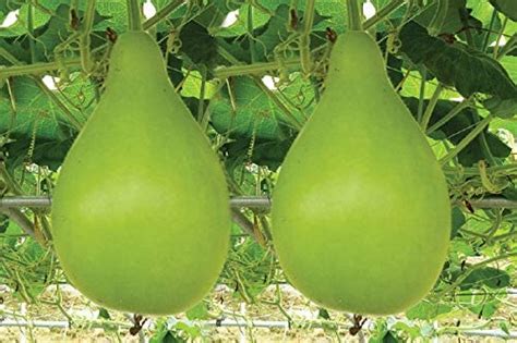 Evoy High Germination Giha Plant Seeds Gardening Round Bottle Gourd Lauki Lau Clabash Seeds