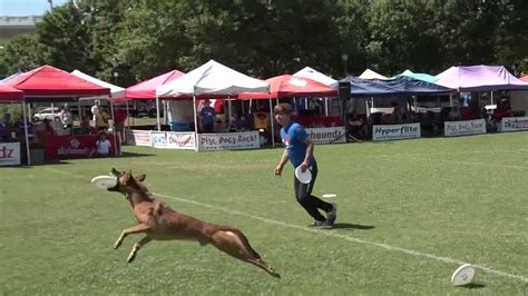 Dog Frisbee Fail