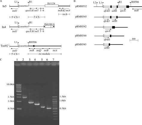 Context of gene cassettes in class 1 integrons. (A) Types of class 1 ...