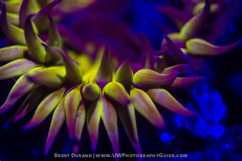 Light & Motion GoBe Light Review - Underwater Photography Guide