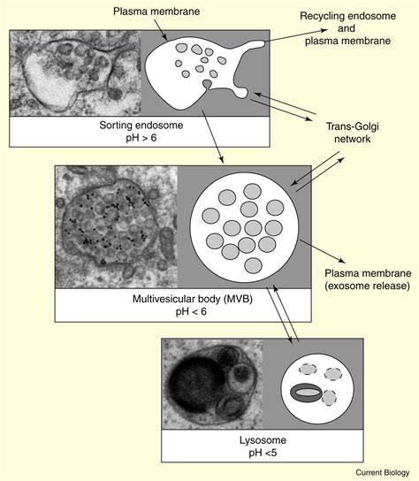 Multivesicular Bodies Current Biology