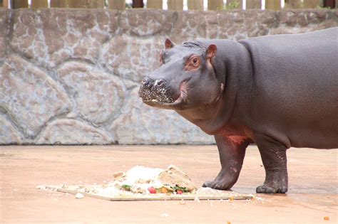 東武動物公園【公式】リュウくんtobuzoo7 Twilog ツイログ