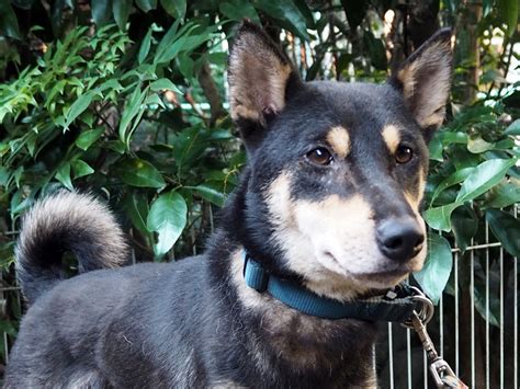 Black Shiba Inu German Shepherd Mix