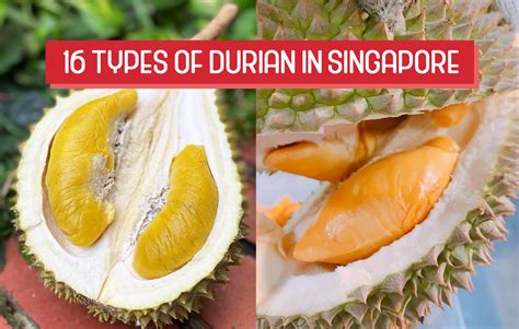 Types Of Durian Singapore Lobangsiah Sg