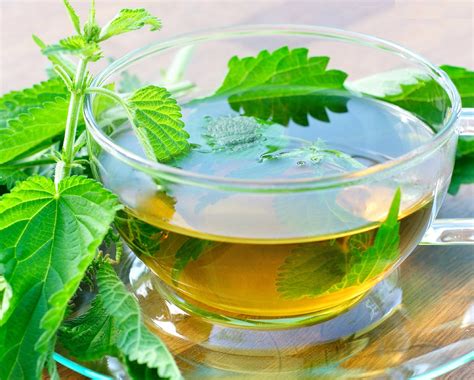 Cuáles son los beneficios para la salud del té de ortigas