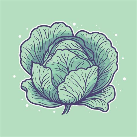 Vector of a vibrant cabbage drawing against a green backdrop 26309541 ...