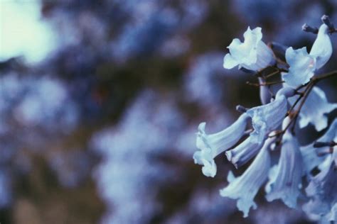 Bildet Tre Natur Vinter Anlegg Sollys Blomst Frost Bl