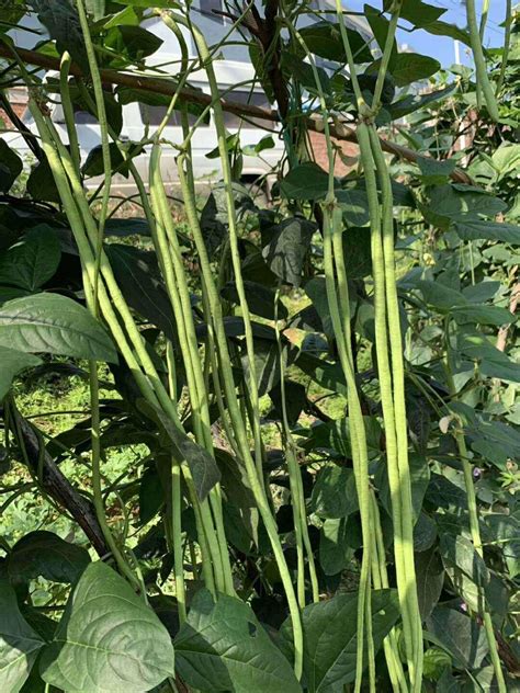 3款豇豆好品种推荐各有各的优势大家根据自己的需求选择哦 豆荚 金领冠 颜色