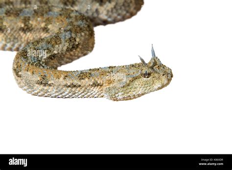 Saharan Horned Viper Cerastes Cerastes Isolated On White Background