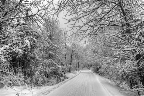 52 Photos Of Trees Rain Ice Wet Snow