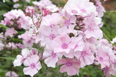 The Best Companion Plants For Roses