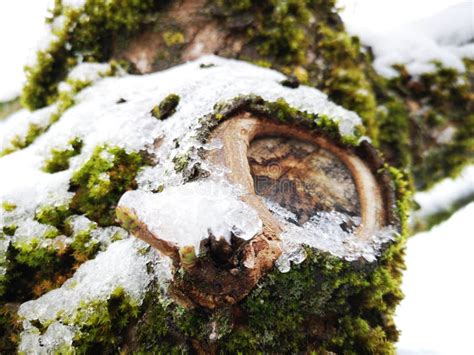 Tree bark in winter stock photo. Image of nature, winter - 138626048