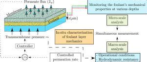 In Situ Micro Rheology Of A Foulant Layer At A Membrane Surface Journal