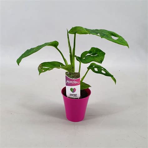 Monstera Obliqua Monkey Leaf Plant Wholesale FlorAccess