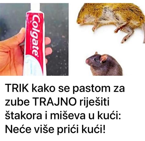 Trik Kako Se Pastom Za Zube Trajno Riješiti štakora I Miševa U Kući