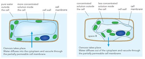 32 Osmosis Biology Notes For Igcse 2014 And 2024