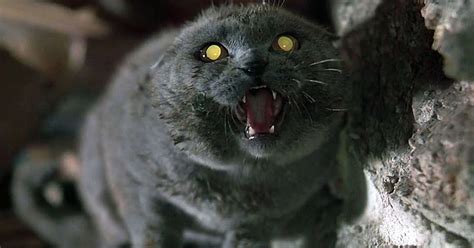 The 10 Best Horror Movies Centered Around Cats