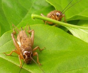 Cara Mengatasi Hama Jangkrik Pada Tanaman Cabe Ilmubudidaya