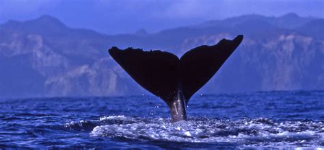 Whale Watching Experience Japan Inside Japan Tours